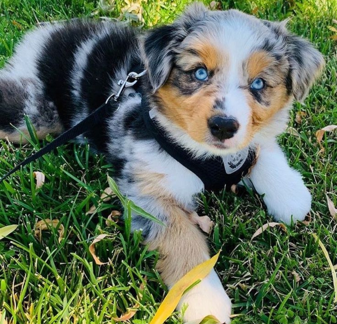 Chien qui donne la patte