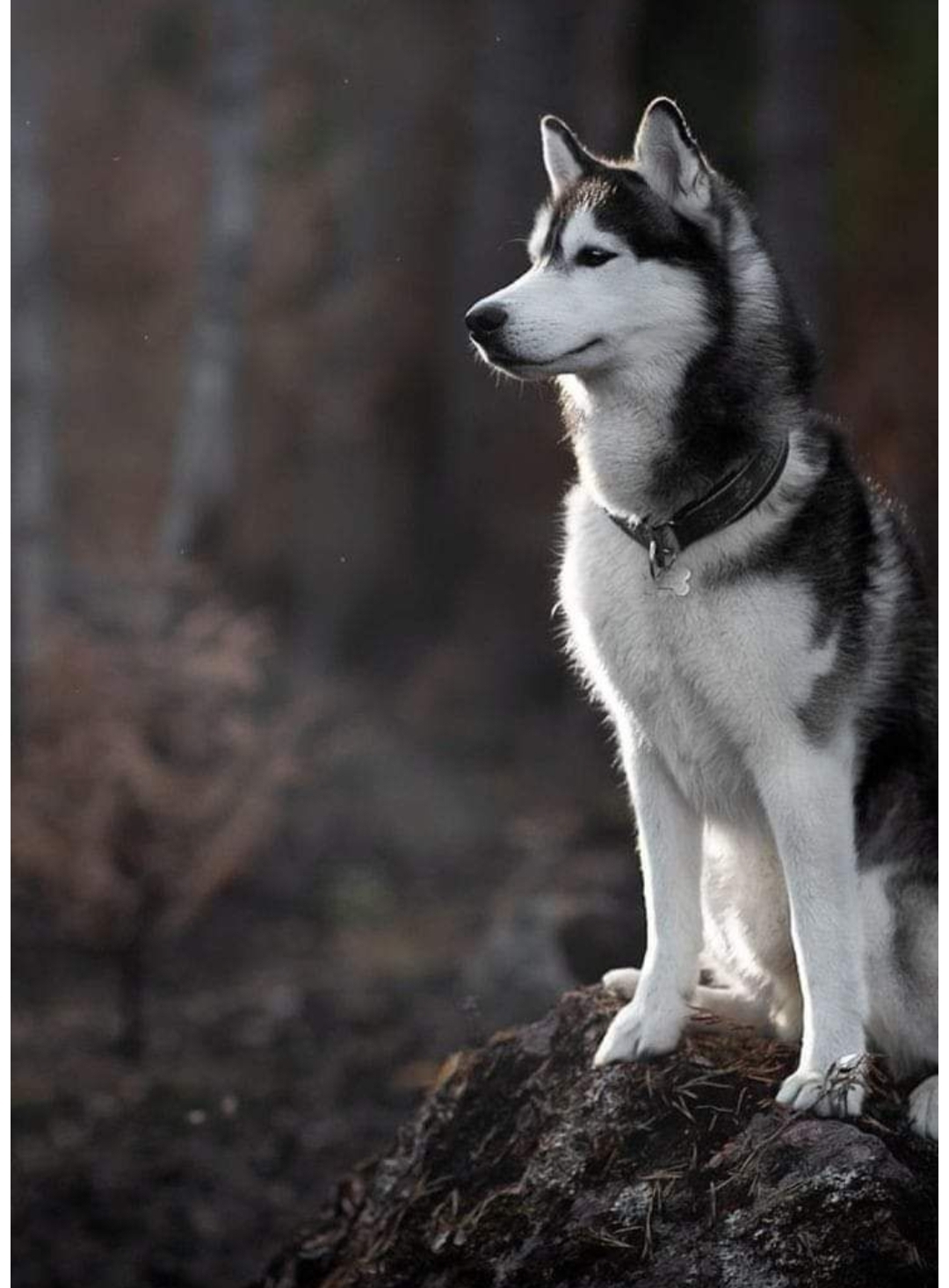 Husky