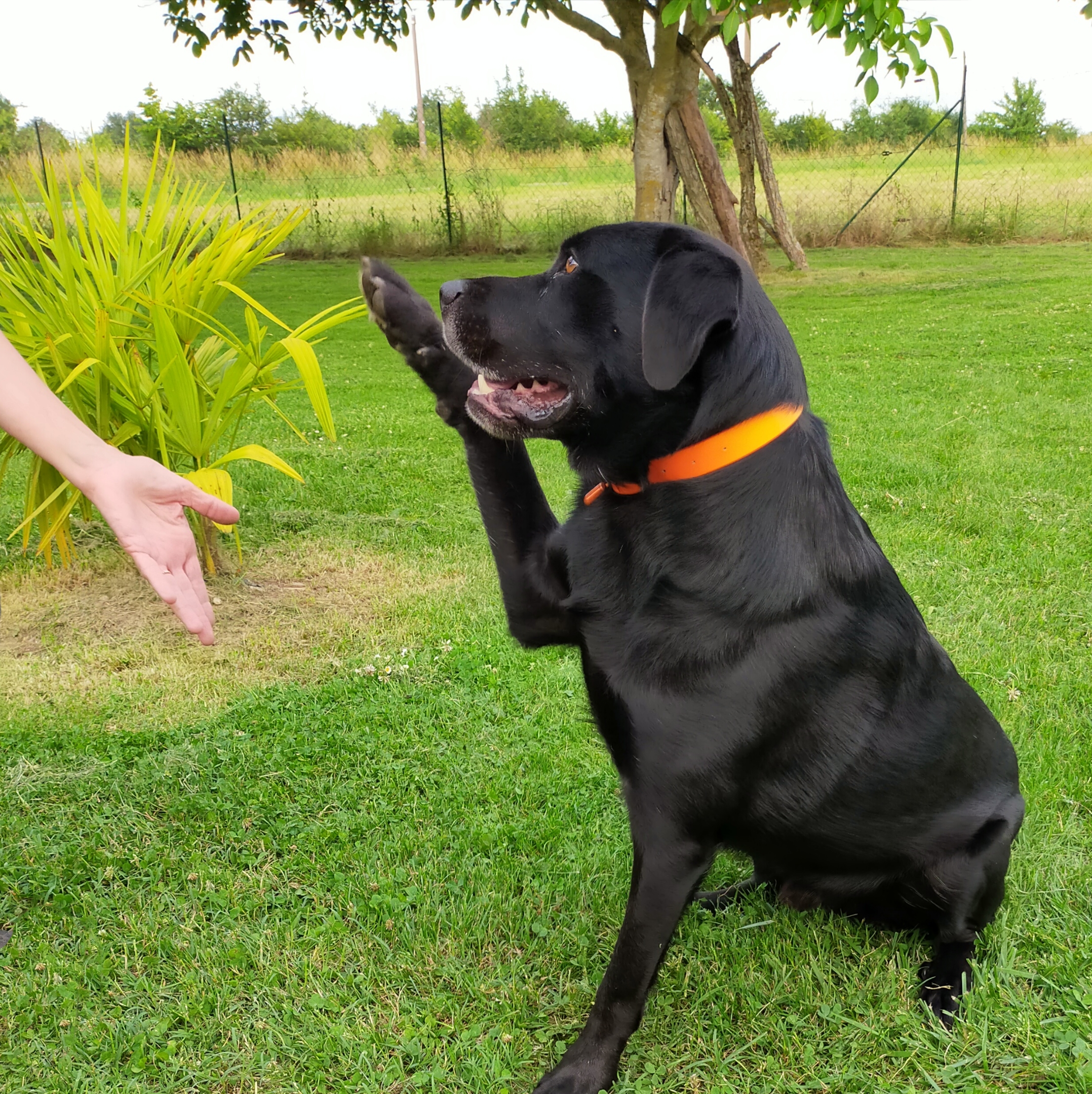 Chien qui donne la patte